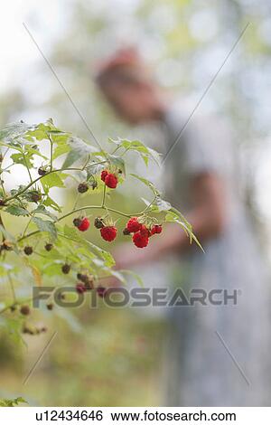 Stock Photograph - Close up of raspberries on bush. Fotosearch