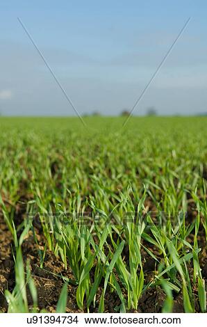 Picture - Close up of seedlings in crop field. Fotosearch