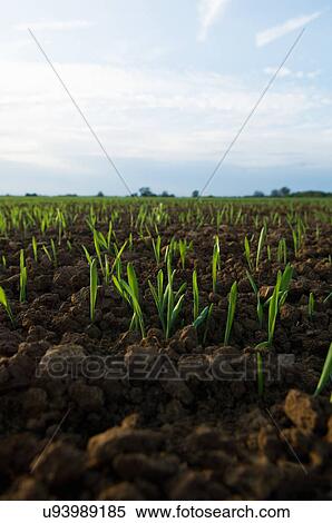 Close up of seedlings in crop field View Large Photo Image Stock Photography - Close up of seedlings in crop field. Fotosearch