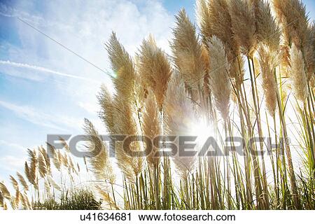 Close up of stalks of wheat outdoors View Large Photo Image Stock Image - Close up of stalks of wheat outdoors. Fotosearch