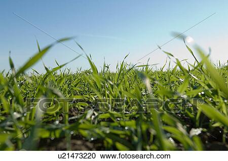 Close up of tall grass in field View Large Photo Image Stock Image - Close up of tall grass in field. Fotosearch
