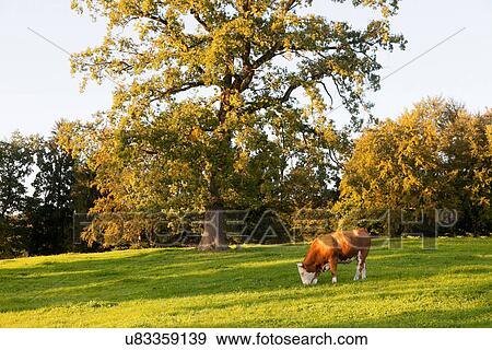 Stock Photo - Cow grazing in rural field. Fotosearch