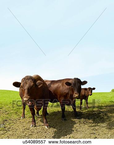 Cows grazing in field View Large Photo Image Stock Photo - Cows grazing in field. Fotosearch