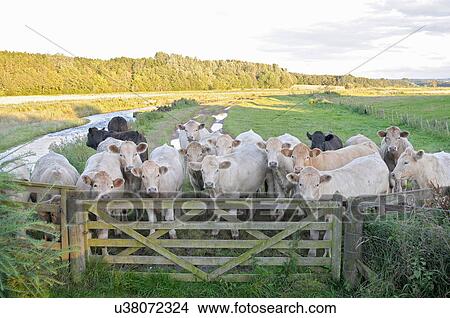 Cows standing by fence in pasture View Large Photo Image Picture - Cows standing by fence in pasture. Fotosearch