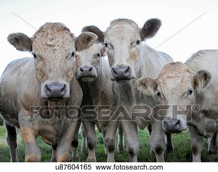 Cows standing together in pasture View Large Photo Image Stock Photography - Cows standing together in pasture. Fotosearch