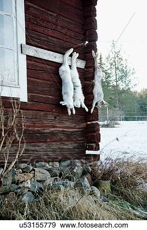 Dead rabbits hung from nails in house View Large Photo Image Stock Photo - Dead rabbits hung from nails in house. Fotosearch