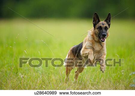 Stock Photo - Dog leaping in tall grass. Fotosearch