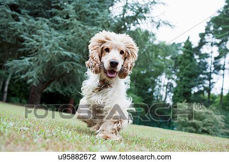 Dog running in backyard View Large Photo Image Stock Image - Dog running in backyard. Fotosearch