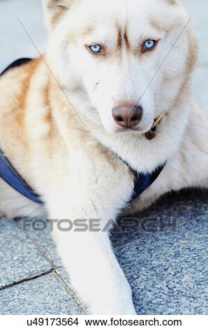 Dog sitting on city street View Large Photo Image Picture - Dog sitting on city street. Fotosearch