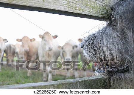 Dog watching cows through fence View Large Photo Image Stock Image - Dog watching cows through fence. Fotosearch