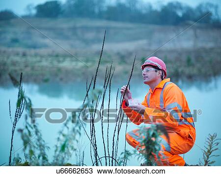 Ecologist inspecting flowers and plants next to water on quarry site View Large Photo Image Stock Image - Ecologist inspecting flowers and plants next to water on quarry site. Fotosearch