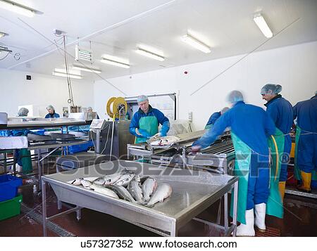 Factory workers on production line of hand-reared Scottish salmon farm View Large Photo Image Stock Image - Factory workers on production line of hand-reared Scottish salmon farm. Fotosearch