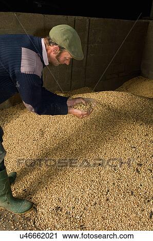 Stock Image - Father examining grain in barn. Fotosearch