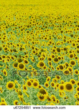 Stock Image - Field of sunflowers. Fotosearch