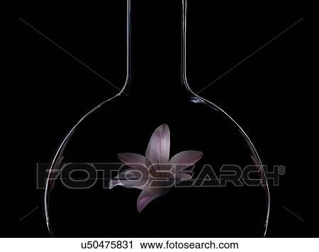 Flower floating in beaker View Large Photo Image Stock Image - Flower floating in beaker. Fotosearch