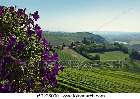Stock Image - Flowers overlooking vineyards. Fotosearch