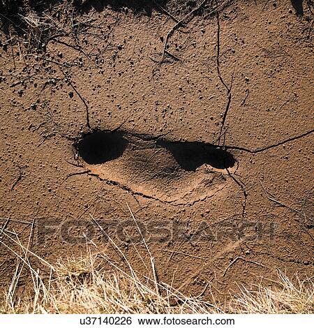 Stock Photograph - Footprint in cracked soil. Fotosearch