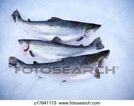 Fresh hand-reared Scottish salmon on ice in fish farm View Large Photo Image Stock Image - Fresh hand-reared Scottish salmon on ice in fish farm. Fotosearch
