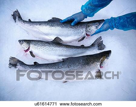 Stock Image - Fresh hand-reared Scottish salmon on ice in fish farm. Fotosearch