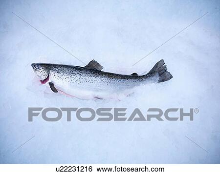 Stock Photograph - Fresh hand-reared Scottish salmon on ice in fish farm. Fotosearch