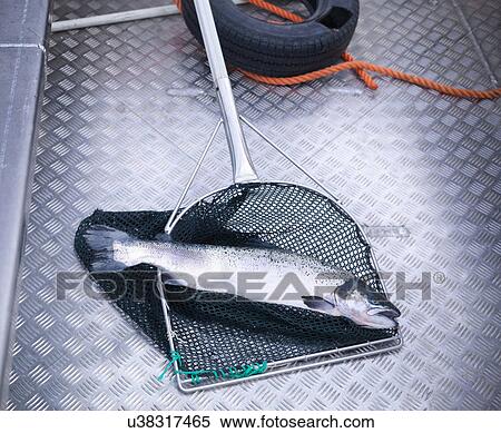 Stock Photography - Freshly caught salmon in net on deck of boat. Fotosearch