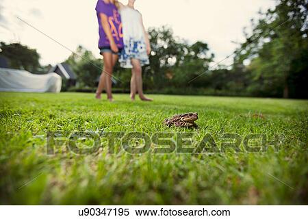 Stock Photography - Frog crouched in grass in backyard. Fotosearch