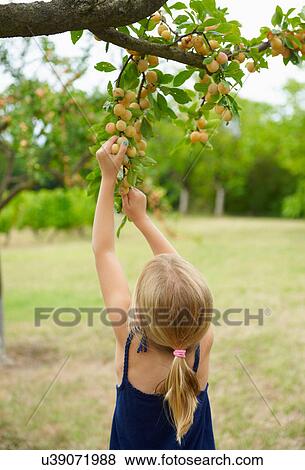 Girl picking fruit off tree View Large Photo Image Stock Photo - Girl picking fruit off tree. Fotosearch