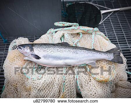 Stock Image - Hand reared, sustainably fed, fresh salmon from Scottish salmon farm. Fotosearch