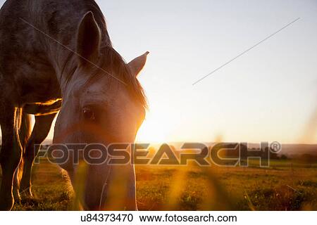 Hose grazing in rural field View Large Photo Image Stock Image - Hose grazing in rural field. Fotosearch