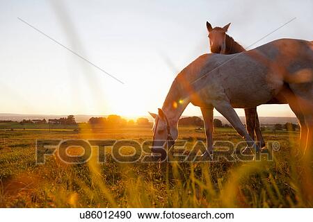 Hose grazing in rural field View Large Photo Image Stock Image - Hose grazing in rural field. Fotosearch
