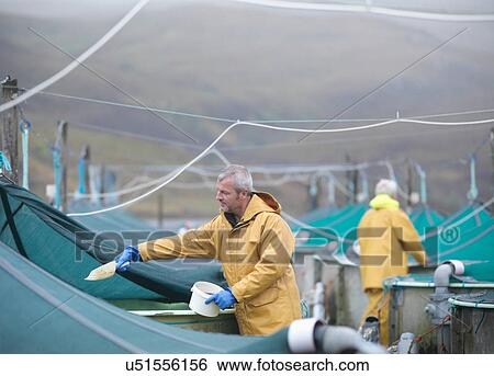 Stock Photograph - Man feeding fish on Scottish salmon hatchery. Fotosearch