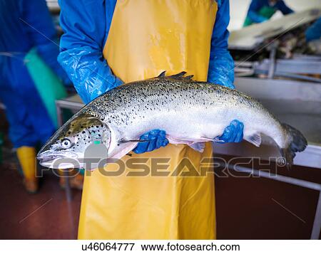 Stock Photo - Man holding fresh hand-reared Scottish salmon in factory of fish farm. Fotosearch