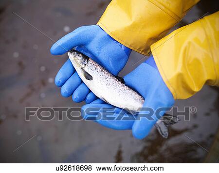 Man holding young hand reared, sustainably fed, fresh salmon from Scottish salmon farm View Large Photo Image Stock Photo - Man holding young hand reared, sustainably fed, fresh salmon from Scottish salmon farm. Fotosearch