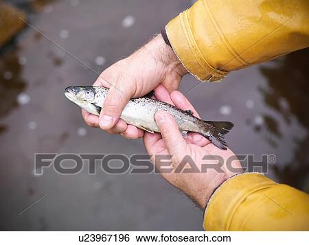 Man holding young hand reared, sustainably fed, fresh salmon from Scottish salmon farm View Large Photo Image Stock Photograph - Man holding young hand reared, sustainably fed, fresh salmon from Scottish salmon farm. Fotosearch