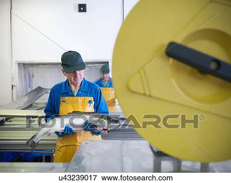 Stock Photo - Man inspecting hand-reared Scottish salmon on production line of fish farm. Fotosearch