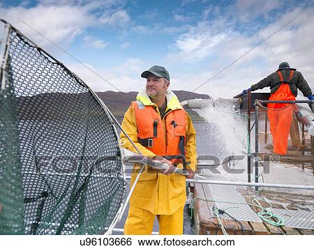 Stock Photograph - Man using large fishing net in Scottish salmon farm on loch. Fotosearch