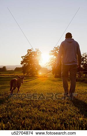 Picture - Man walking dog in rural field. Fotosearch