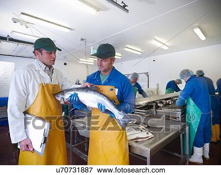 Manager and staff discuss production line of hand-reared Scottish salmon farm View Large Photo Image Stock Photo - Manager and staff discuss production line of hand-reared Scottish salmon farm. Fotosearch