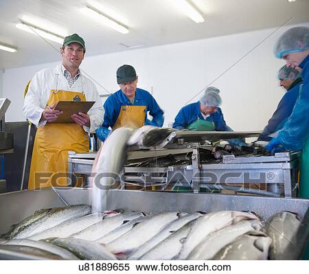 Manager overseeing staff on production line of hand-reared Scottish salmon farm View Large Photo Image Stock Photography - Manager overseeing staff on production line of hand-reared Scottish salmon farm. Fotosearch