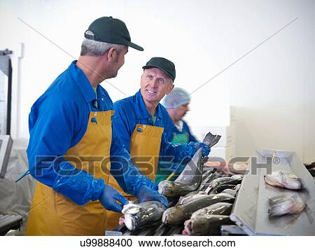 Men preparing fresh hand-reared Scottish salmon on production line View Large Photo Image Stock Image - Men preparing fresh hand-reared Scottish salmon on production line. Fotosearch