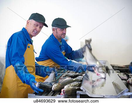 Men preparing fresh hand-reared Scottish salmon on production line View Large Photo Image Stock Photo - Men preparing fresh hand-reared Scottish salmon on production line. Fotosearch