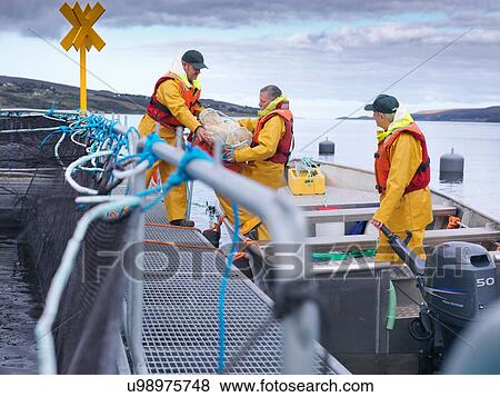 Men unloading fishing boat of equipment on Scottish salmon farm on loch View Large Photo Image Stock Photo - Men unloading fishing boat of equipment on Scottish salmon farm on loch. Fotosearch