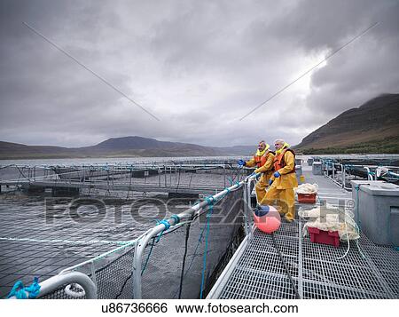 Stock Photograph - Men working at hand reared Scottish salmon farm on sea loch. Fotosearch