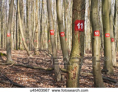 Stock Photo - Numbered trees in forest. Fotosearch