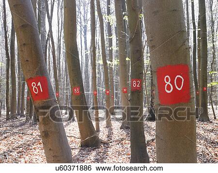 Stock Photograph - Numbered trees in forest. Fotosearch