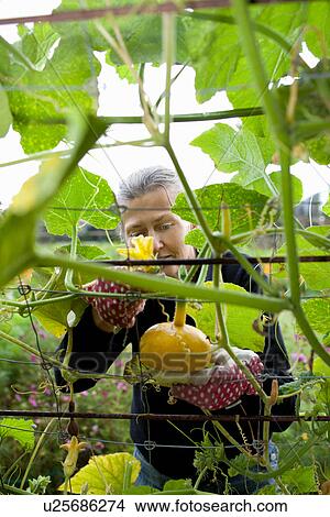 Older woman examining pumpkin on vine View Large Photo Image Picture - Older woman examining pumpkin on vine. Fotosearch