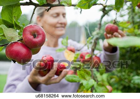 Picture - Older woman picking fruit from tree. Fotosearch