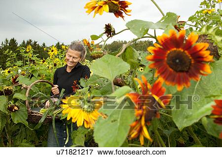 Older woman picking sunflowers View Large Photo Image Stock Photo - Older woman picking sunflowers. Fotosearch