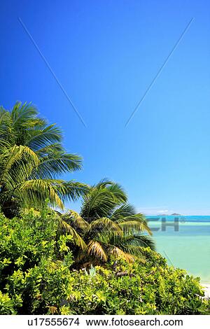 Palm Trees in Praslin, Seychelles View Large Photo Image Picture - Palm Trees in Praslin, Seychelles. Fotosearch
