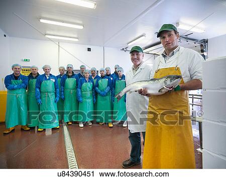 Portrait of factory workforce at hand-reared Scottish salmon farm View Large Photo Image Stock Image - Portrait of factory workforce at hand-reared Scottish salmon farm. Fotosearch